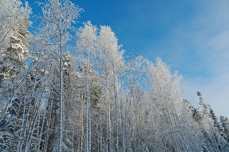 冬季风景雪地覆盖的树木季节白色自然图片