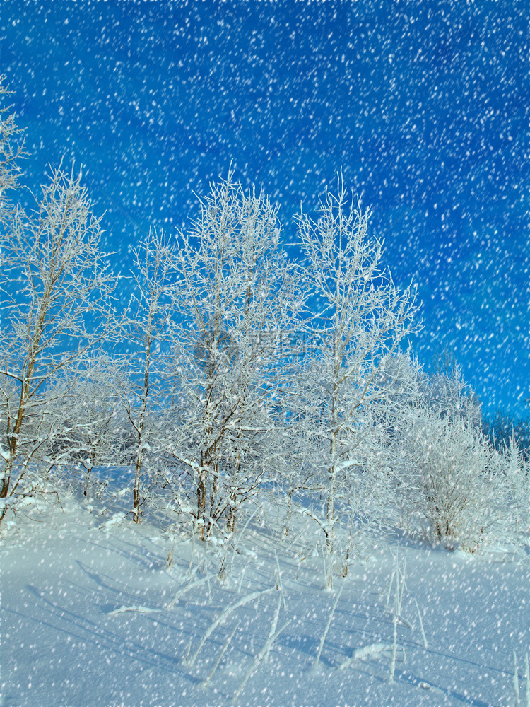 花冬季风景雪地覆盖的树木白色蓝图片