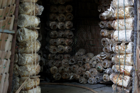 桩印度人蘑菇屋里的一堆育儿袋菌类图片