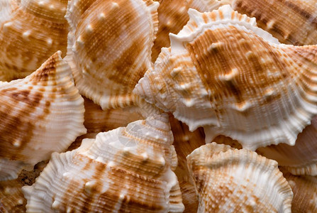 夏天螺旋旅行收集空海壳自然异国滩度假的沙摘要海壳收集背景和纹理的图案图片