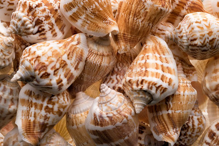 收集空海壳自然异国滩度假的沙摘要海壳收集背景和纹理的图案抽象的目质地图片