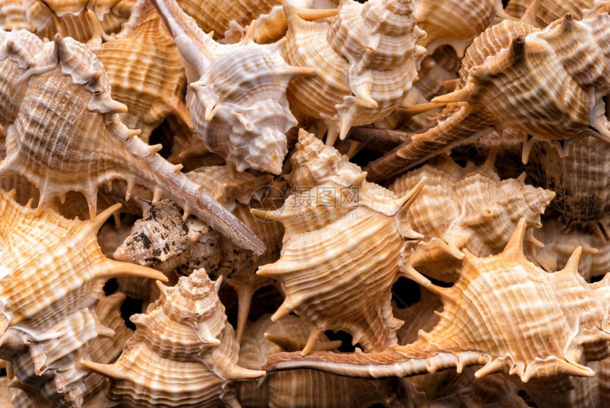 质地海岸斯克莱兹涅夫收集空海壳自然异国滩度假的沙摘要海壳收集背景和纹理的图案图片