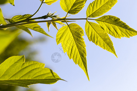 季节树木明亮的绿色叶春季树上透明枫图片