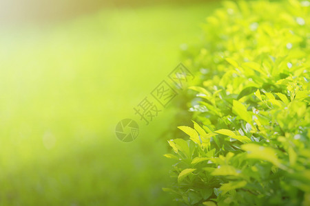 健康植物绿色叶子自然背景的质夏天图片