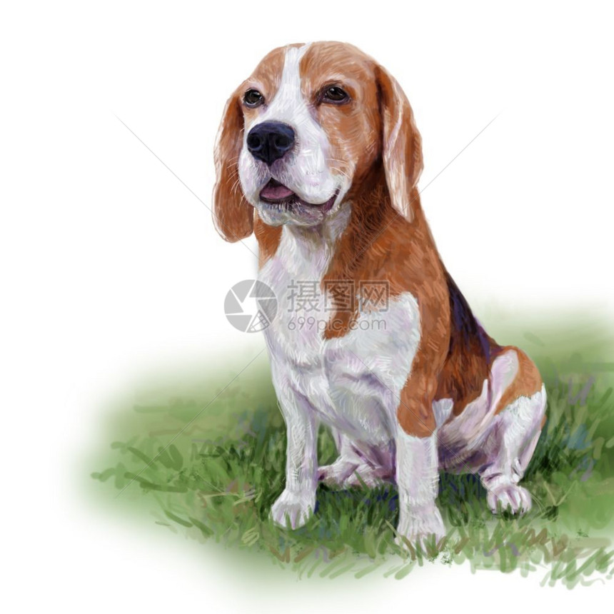 小狗猎犬坐在院子上的可爱贝格尔坐在绿色院子上漂亮的比格尔数字绘画宠物图片