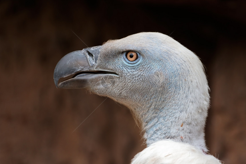 南非绿洲秃鹰吉普斯共同石矿的濒危海角肖像非洲人眼睛图片