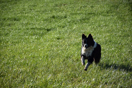 服从穿过草地的美丽边界小狗群拿来放牧图片