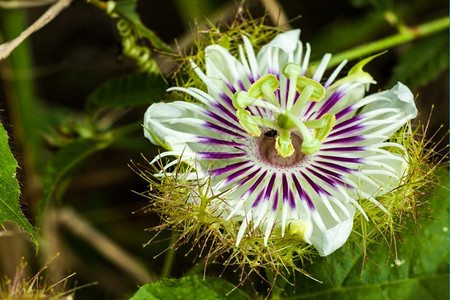 植物花的美丽近距离红果辣椒花PassiflorafoetidaL背景图片