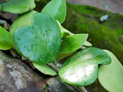 多汁的HoyaKerrii在花园的甜心或情人节植物中浪漫的运气图片