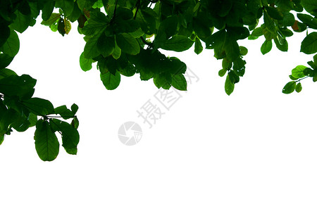 复制季节绿色叶子自然背景的质墙纸图片