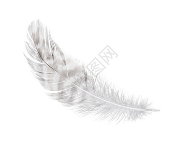 抽象的在白色背景上孤立的白羽毛重力美丽背景图片