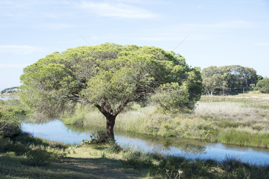 在Portugal地区沙路上的大松树在自然地带的蓝色夏日天空下Algarve晴天高的夏图片