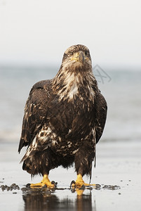 动物学年轻的美国秃鹰在海滩上有洋和天空背景的阿拉斯加秃鹰鸟兽图片