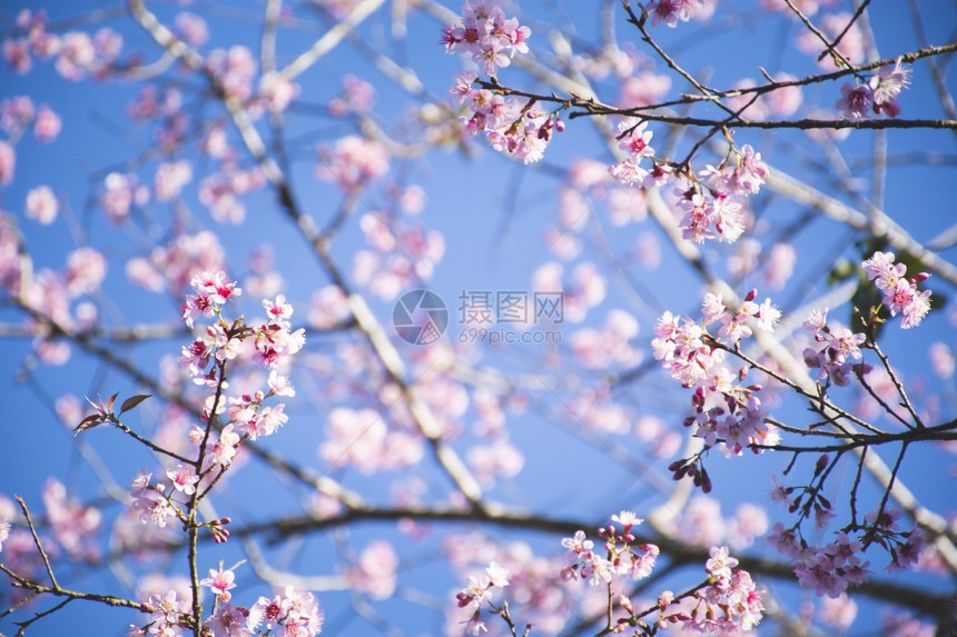 春日的粉红樱花图片