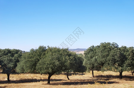 栎属葡萄牙南部的地中海森林洋乡村的自然图片