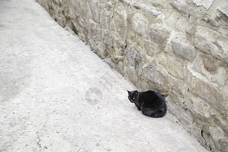 染色毛茸黑猫城市里动物的详情放弃眼睛图片