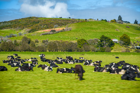 新西兰山有牛牧草地乳制品晴天图片