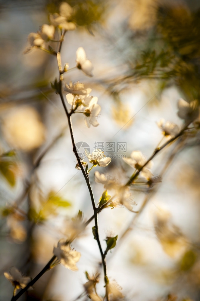 季节绿色门户14深夜阳光下美丽的樱桃花朵图片