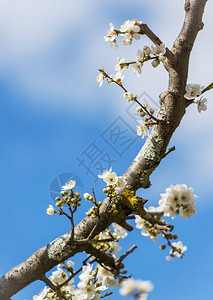 美丽的春天新鲜以浅聚焦为顶端的布花树枝图片