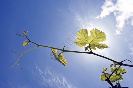 静脉一种棵葡萄藤的树枝夏天下午被太阳反射随着新鲜葡萄的形成和生长经过图片