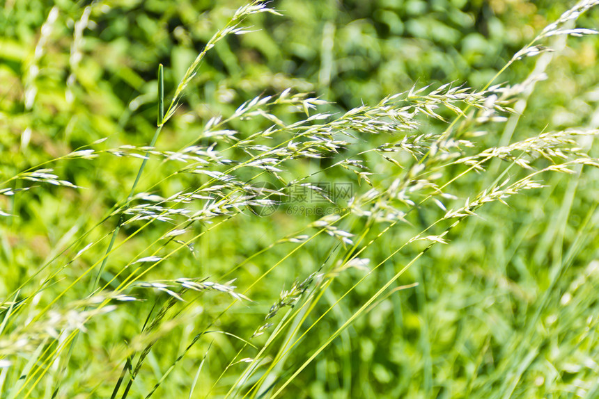 自然分支夏季饱和绿色草质的图片植物图片