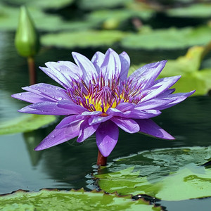 生长华丽的活池塘中美丽的莲朵花图片