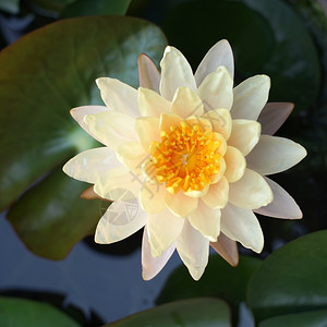 叶子花的池塘中美丽莲朵花宗教图片