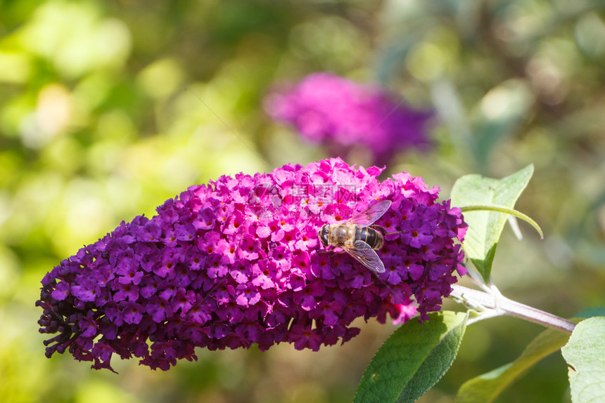 一种夏天的花朵蝴蝶树和蜜蜂在花园里昆虫衬套图片