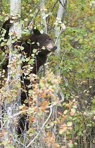 红色的颜黑熊在秋天爬上白杨树提顿图片