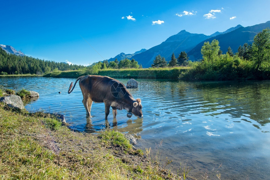 农业夏天在山湖的奶牛饮料喇叭牧场图片