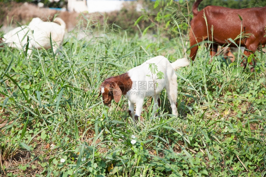 山羊吃草牛在路边的草地上生活的牧场图片