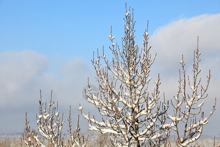 冰美丽的云层下方树上白雪色图片