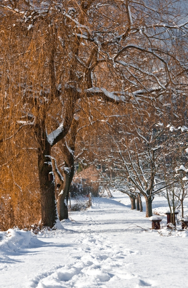 树木天堂在冬季的漫天图片
