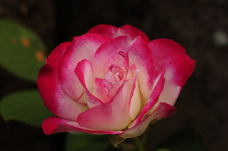 植被花园里的一朵白粉玫瑰爱盛开背景图片