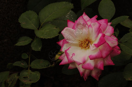 花园里的一朵白粉玫瑰香气叶子味图片