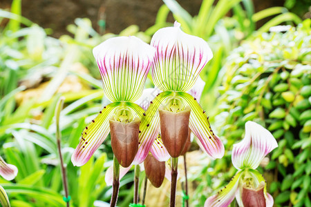 清迈兜兰保护花园中的卉兰图片