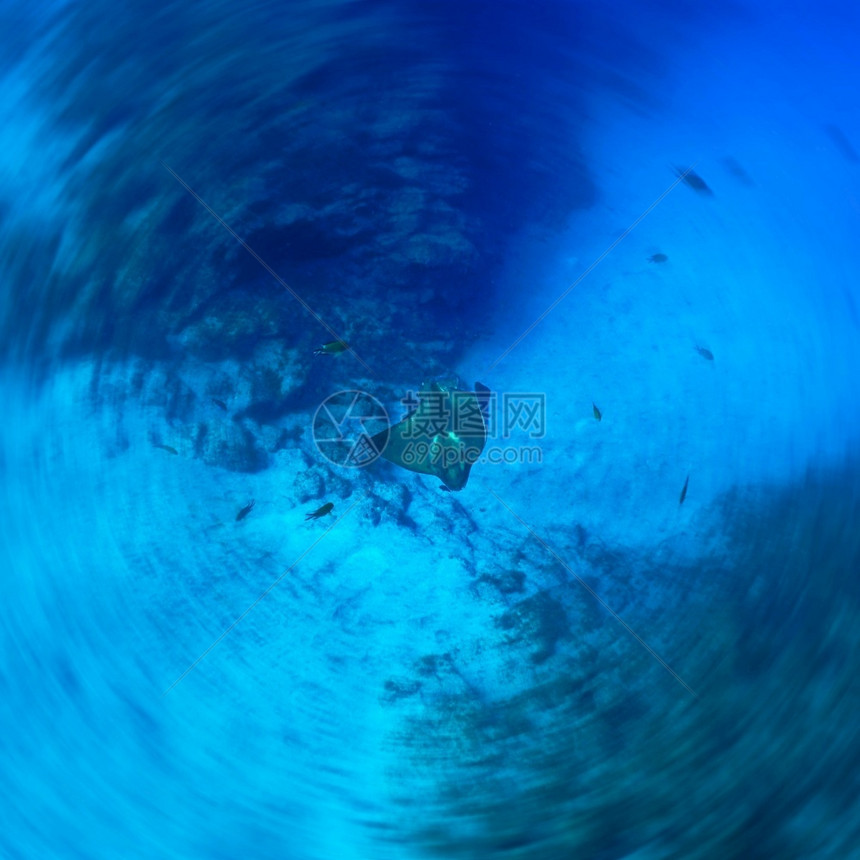 水族馆岛屿潜员深处的牛雷图片