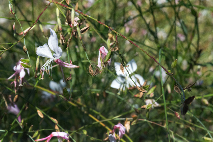 天柔软的在日光下布基背景的茉莉花Jasminoides麻花Jasminoides阳光图片