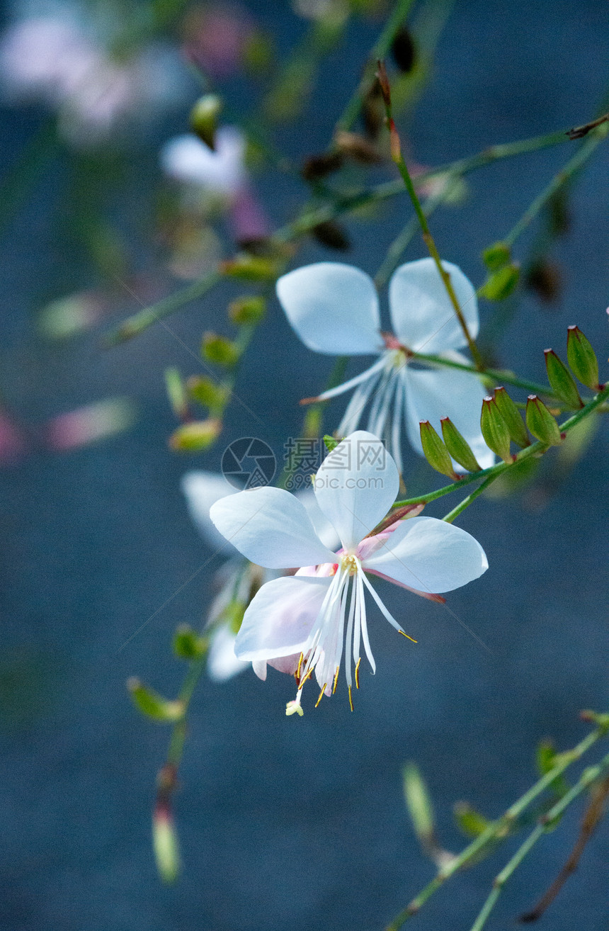 夏令在软日光下布基背景的茉莉花Jasminoides麻花Jasminoides花园自然图片