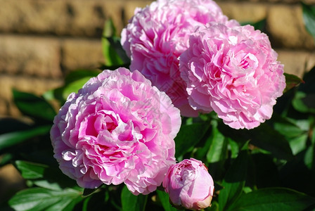 优雅介子在花园里粉红皮质的色花朵团夏天背景图片