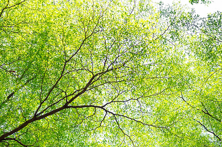 质地绿色美貌的分支和背景纹理叶终极象牙系切夫分支和背景纹理树叶的图案自然背景图片