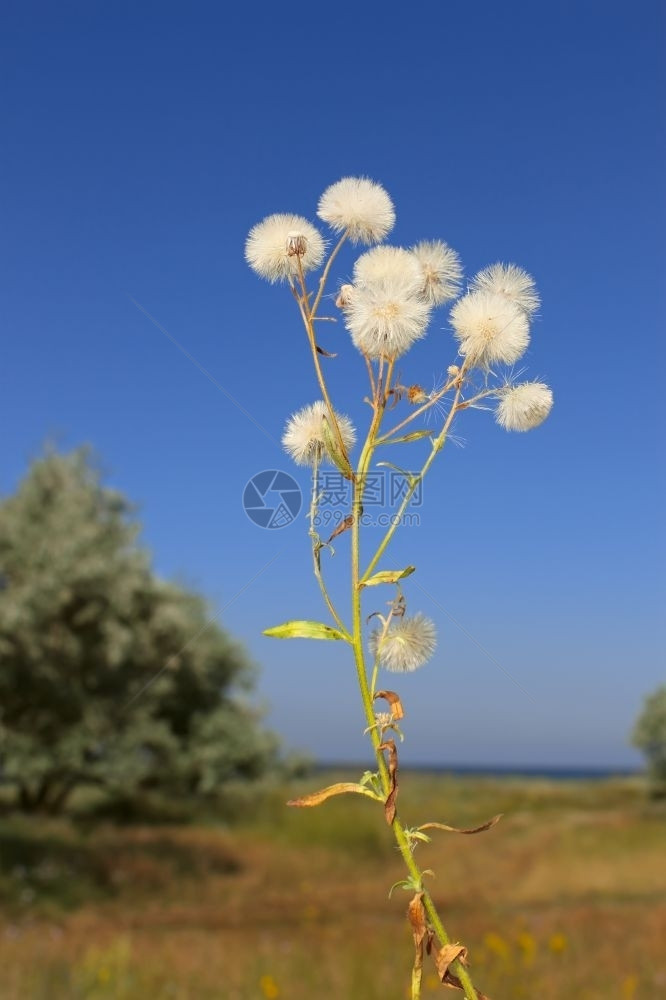 清除小花蓝色的乌克兰奥卡基夫附近的KinburnSpit附近野橄榄树保留地上与成熟的dandelionFlorret相似的植物图片