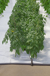蔬菜束氢质番茄植物绿屋垂直的图片