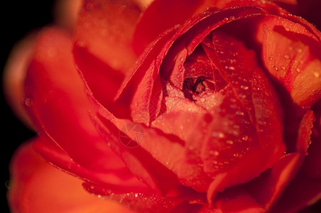 美丽植物花的特写红玫瑰图片