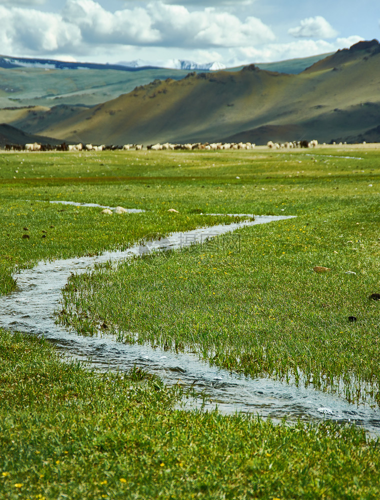 白雪皑山腰牧场背景上的蒙古阿尔泰风化谷地难民营中赫尔德草原图片