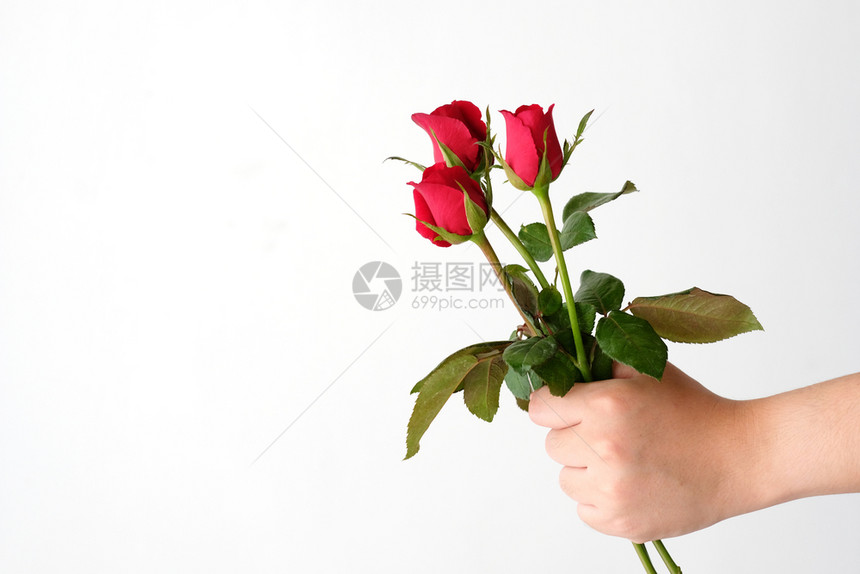 红色的天情人节概念男手在白色背景上握着红玫瑰礼物图片