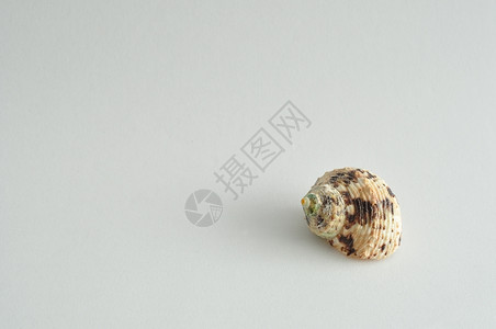 夏天海扇壳变化白色背景的单贝壳孤立于白色背景图片