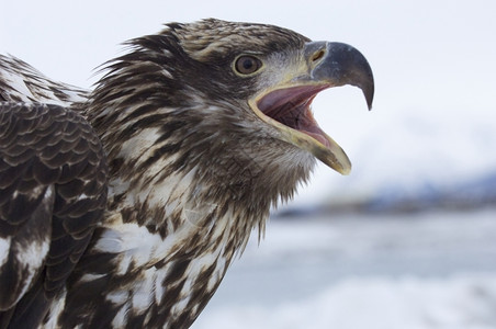 美国生物野阿拉斯加秃鹰用开嘴呼叫冰水图片