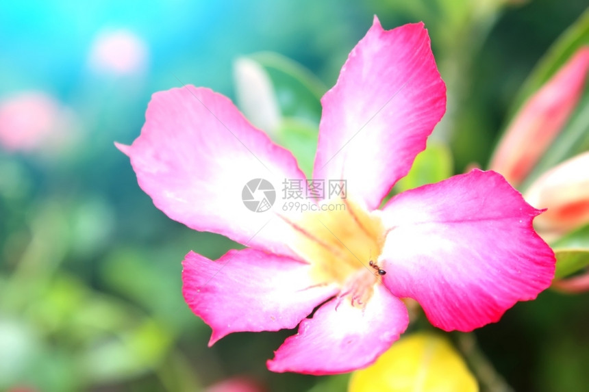 美丽的向量白色背景上孤立的花朵粉色图片