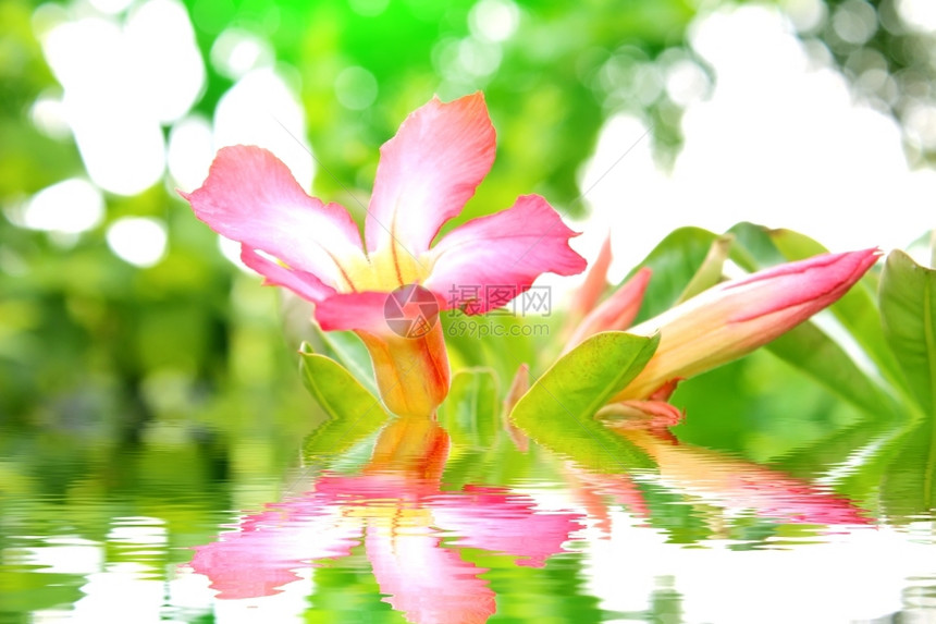 粉色的花美丽白色背景上孤立的花朵图片